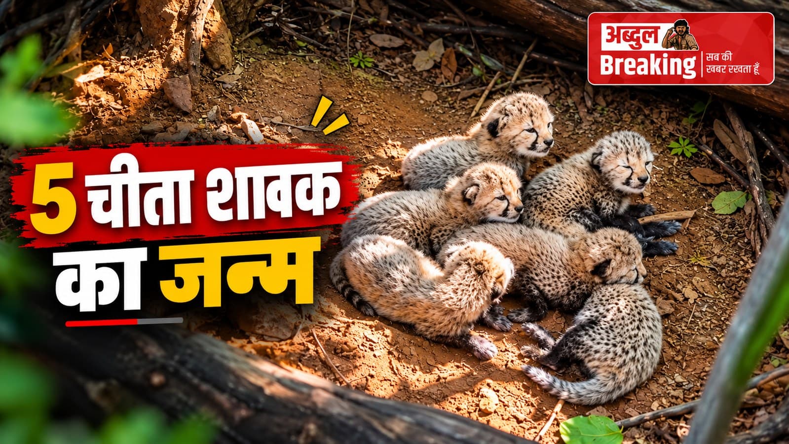 कूनो नेशनल पार्क से आई बड़ी खुशखबरी, 32 महीने की मादा चीता ने 5 शावकों को दिया जन्म