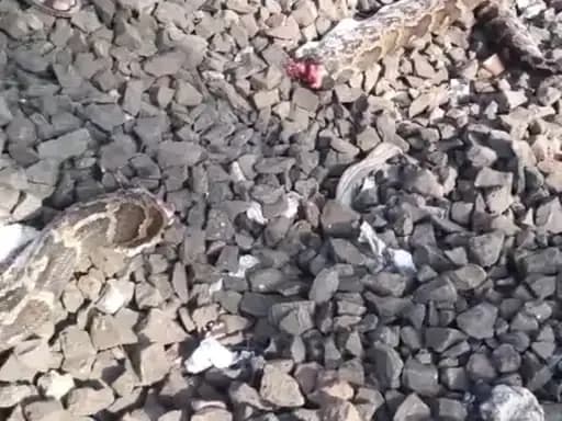 ट्रेन की चपेट में आया अजगर, मौके पर मौत; वन विभाग ने तैयार किया पंचनामा