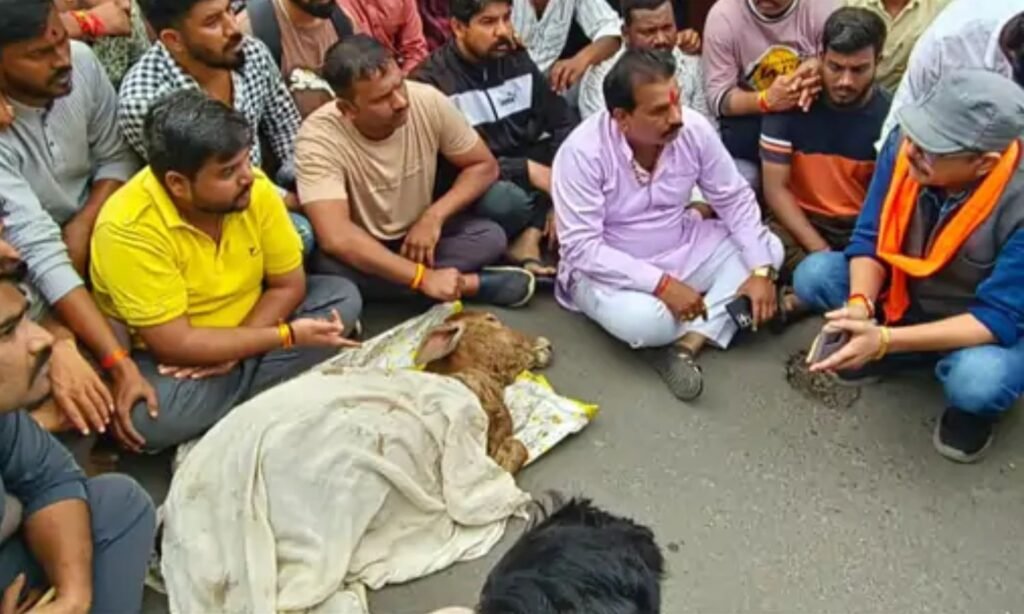 Ratlam Dead Calf Controversy