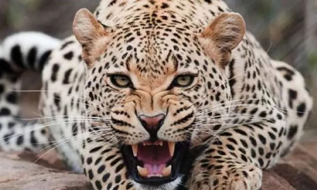 Leopard Terror Narmadapuram