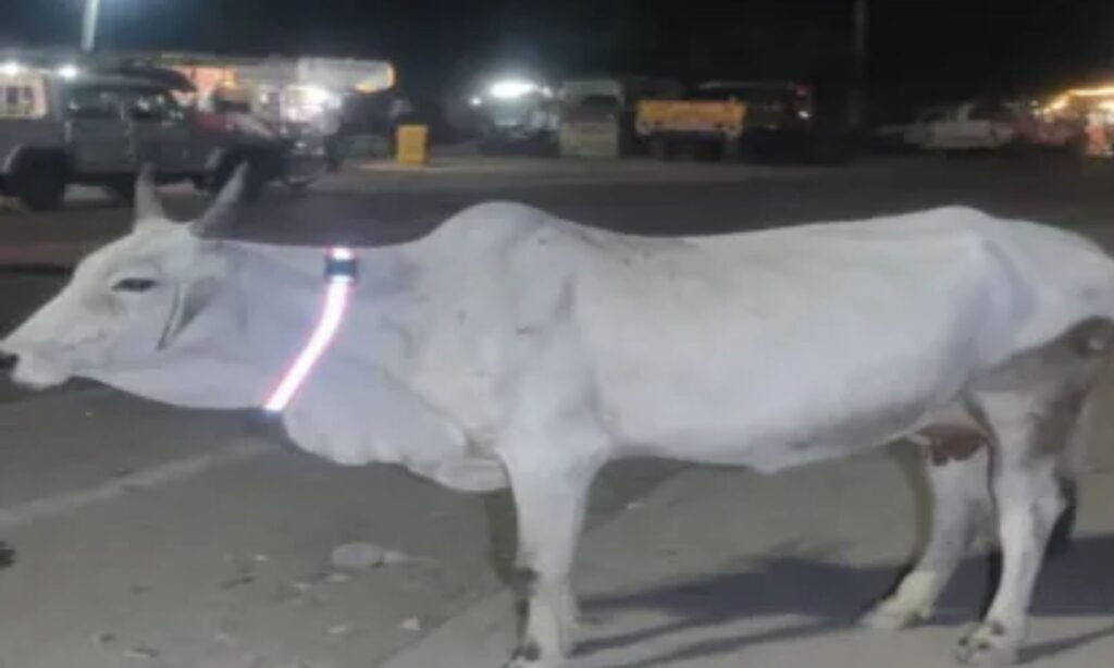 Radium Belts are Being Worn on Cows