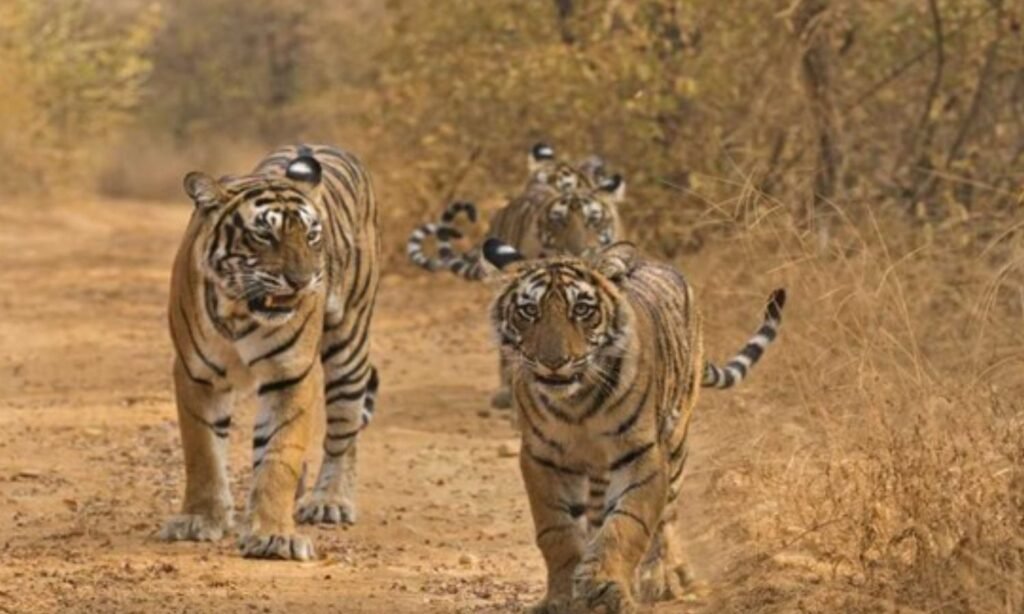 MP tigers new territories in Odisha, Rajasthan and CG