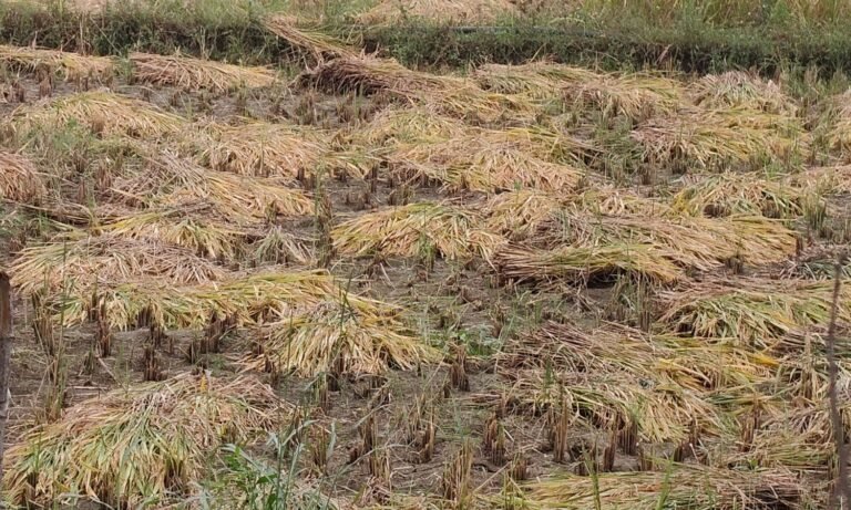 MP Farmers crops are damaged