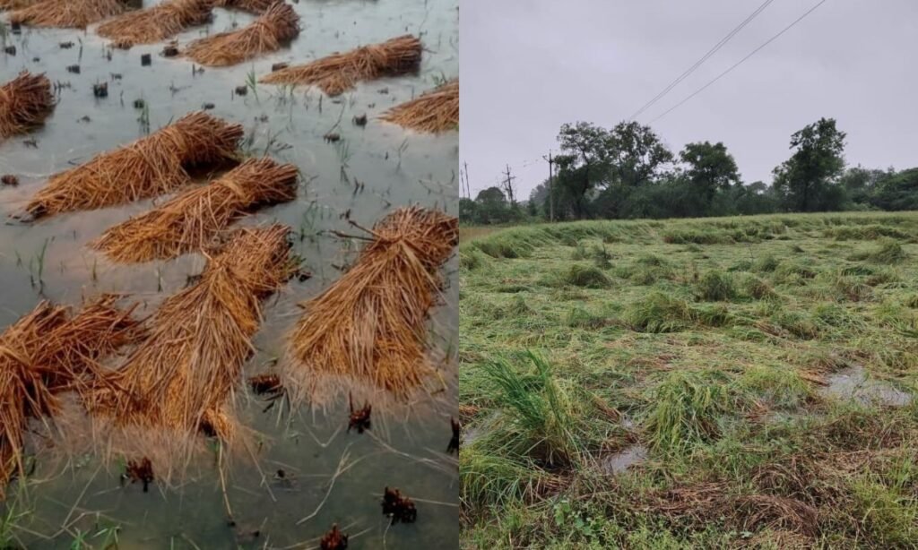 3 days of rain ruins paddy crop