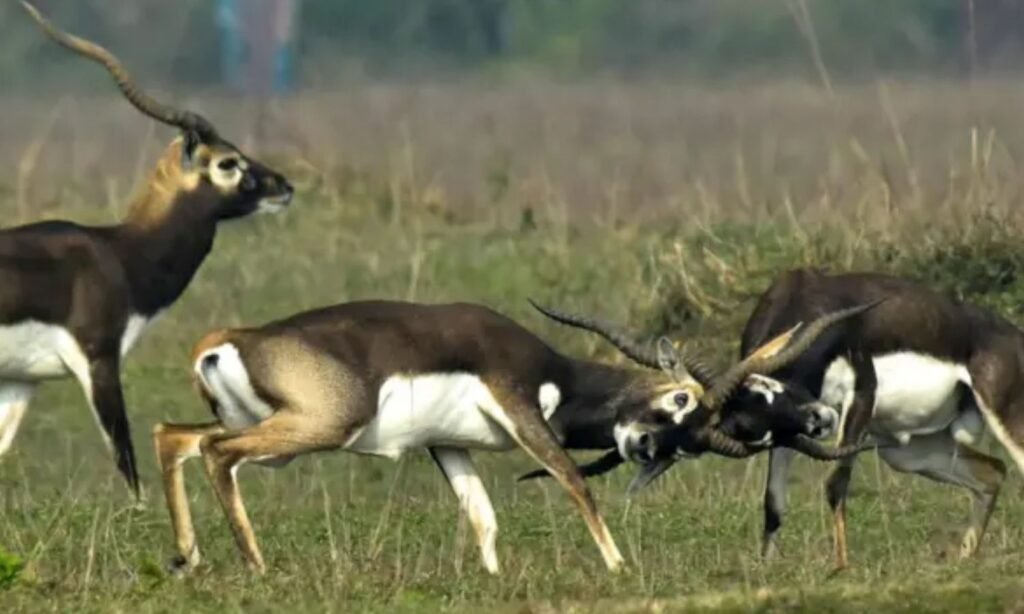शाजापुर जिले में साउथ अफ्रीका की टीम ने हेलीकॉप्टर की मदद से पकड़े 448 काले हिरण