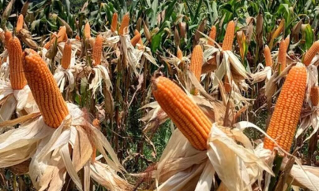 Makka Procurement Resumes in Harda Mandi