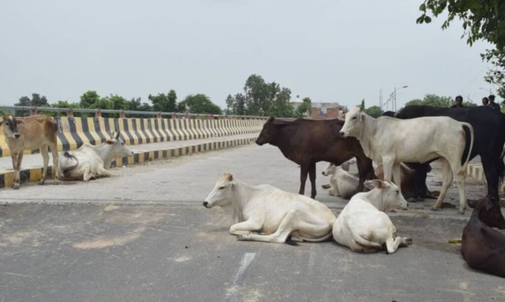Administration cracks down on those abandoning cattle in Harda