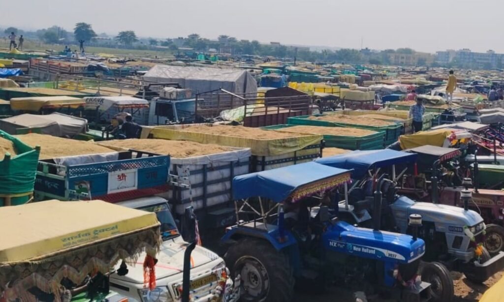 Record arrival of paddy at Mandi Raisen News