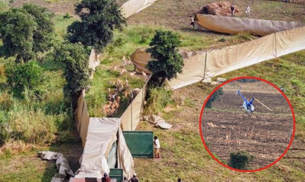 high-tech wildlife capture operation mp