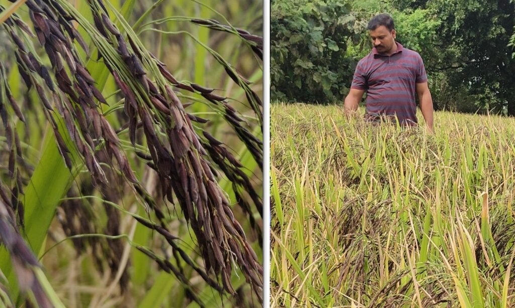 Farmer in Raisen grows sugar-free organic rice