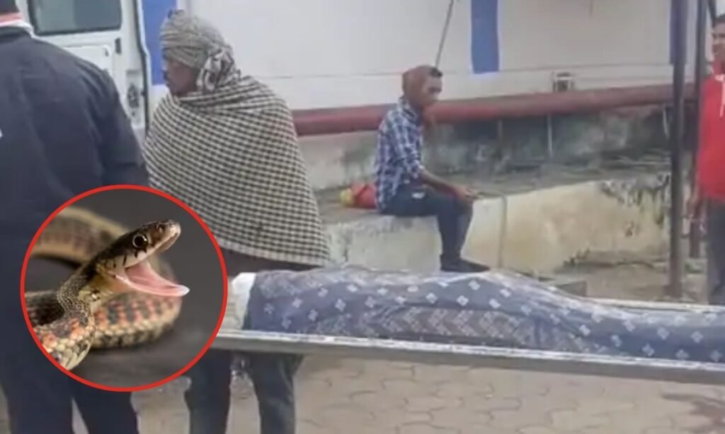Woman dies of snakebite in Harda