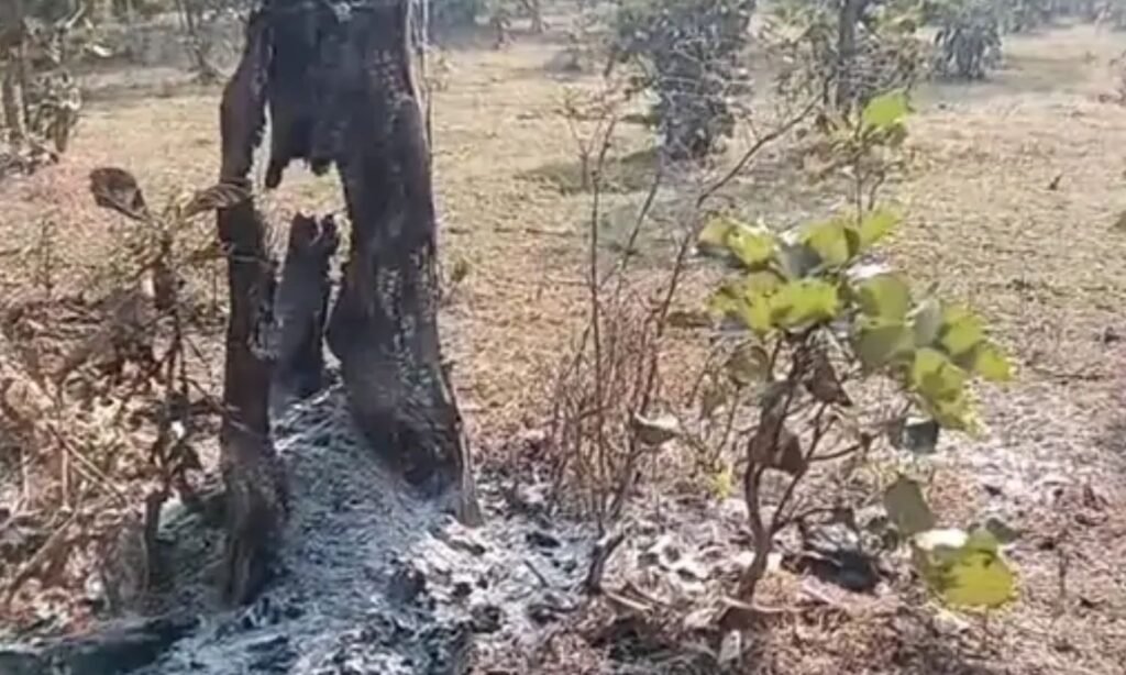 Illegal logging in Sehore forest