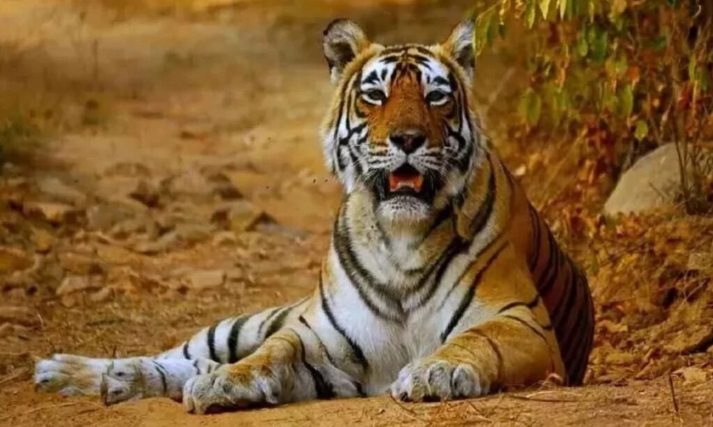 India Tiger Census