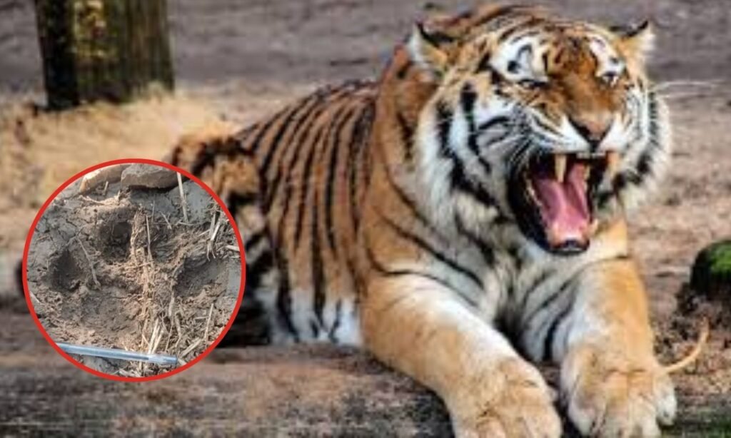Tiger Footprints Found In Sugarcane Field