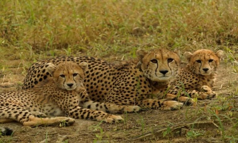 International Cheetah Day