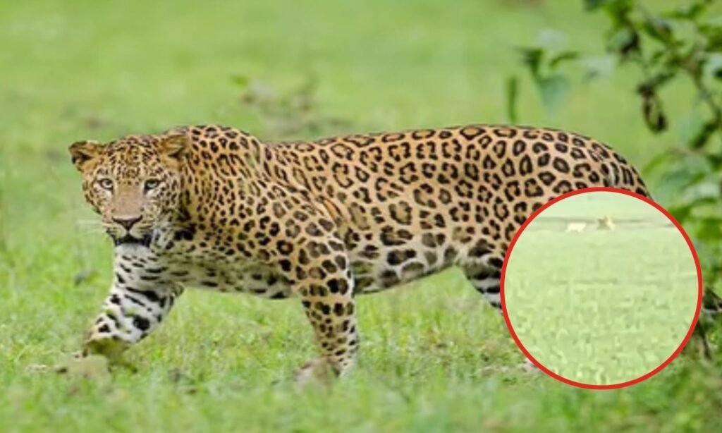 Leopard Sighted in Ahmedpur Forest Area