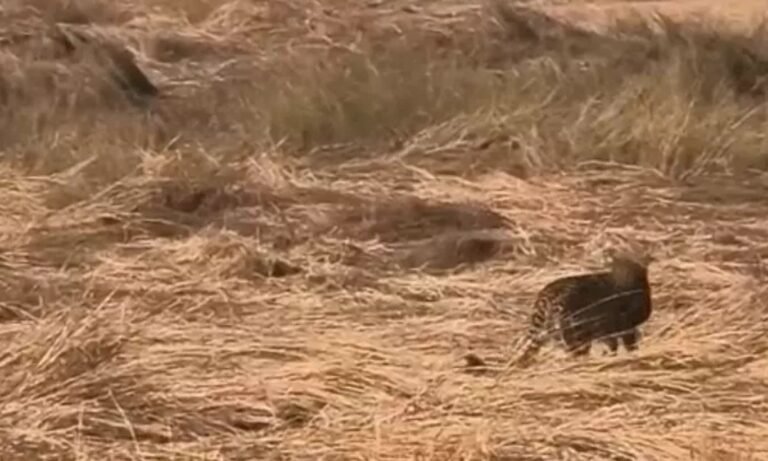 Kuno National Park cub death