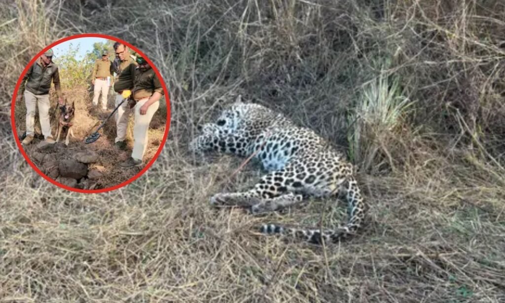 Satpura Tiger Reserve Madhai area male leopard died