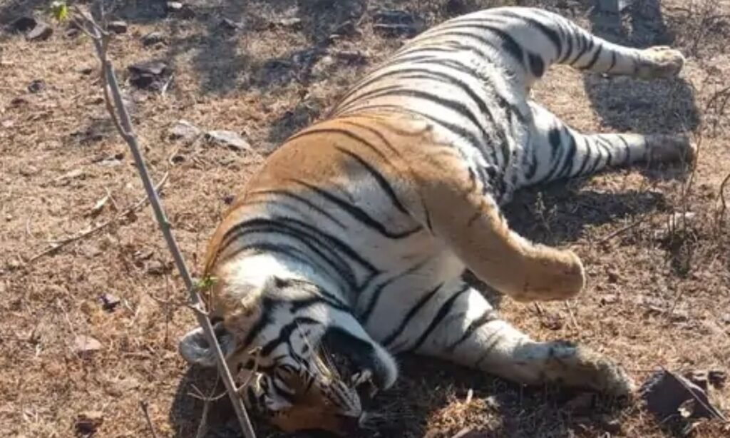 Operation Wild Trap-2