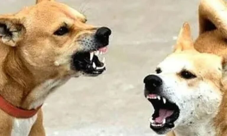 Rajgarh Stray Dog Attack