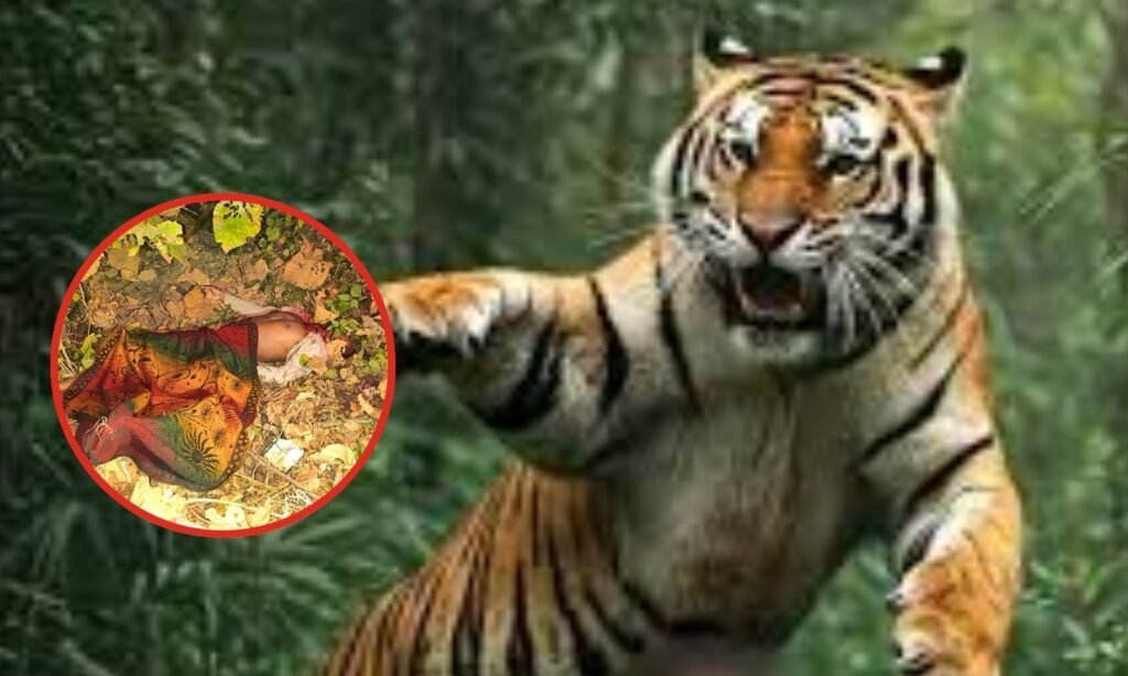MP Tiger Attack