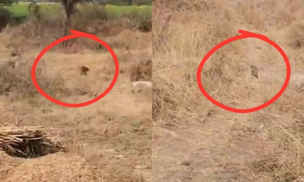 Sehore Leopard Sighted