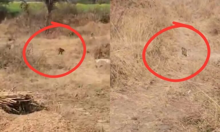 Sehore Leopard Sighted