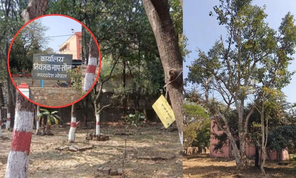 Bhopal MP Nagar Cut Trees