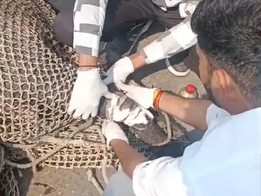 Sehore News: सीहोर में घायल नीलगाय का सफल रेस्क्यू, उपचार के बाद जंगल में छोड़ा