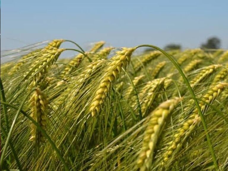 Narmadapuram weather