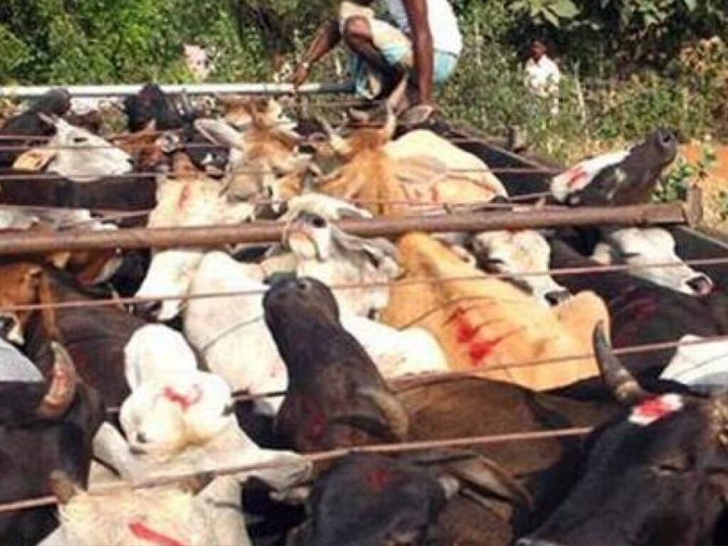Bhopal cow smuggling update