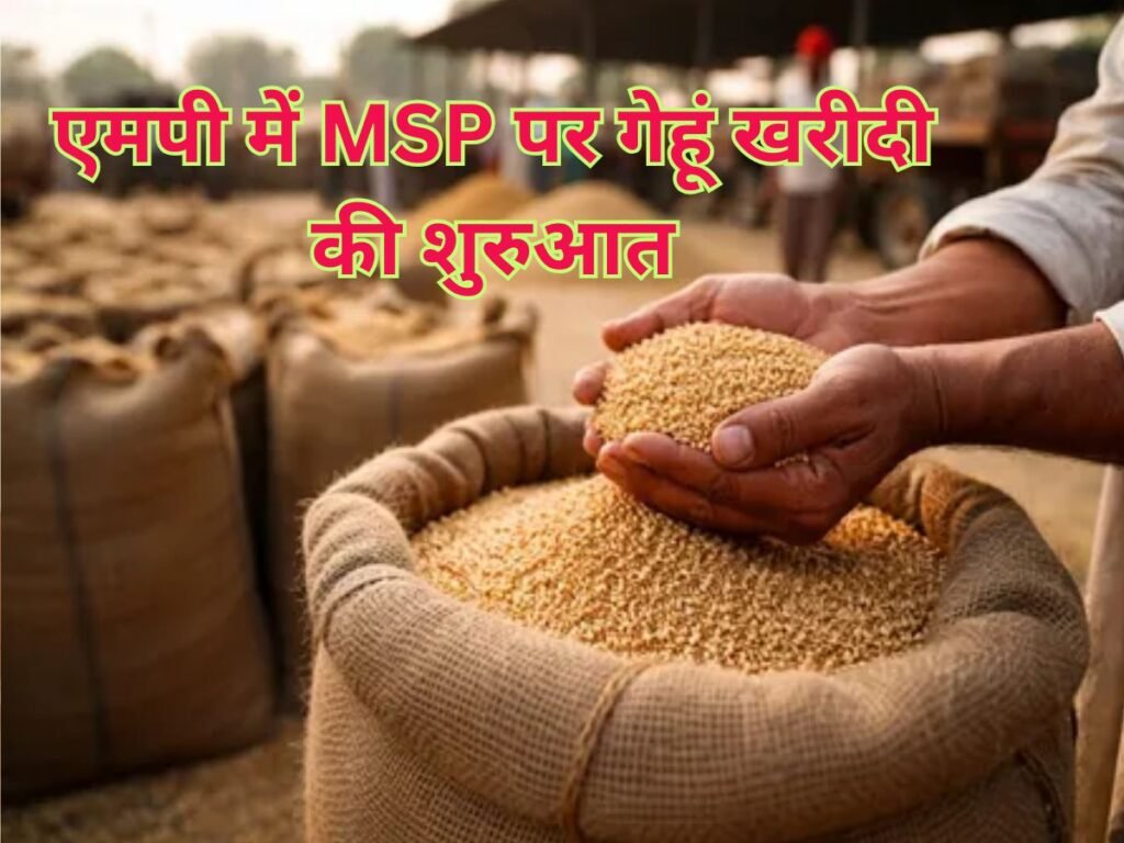 MSP wheat MP update