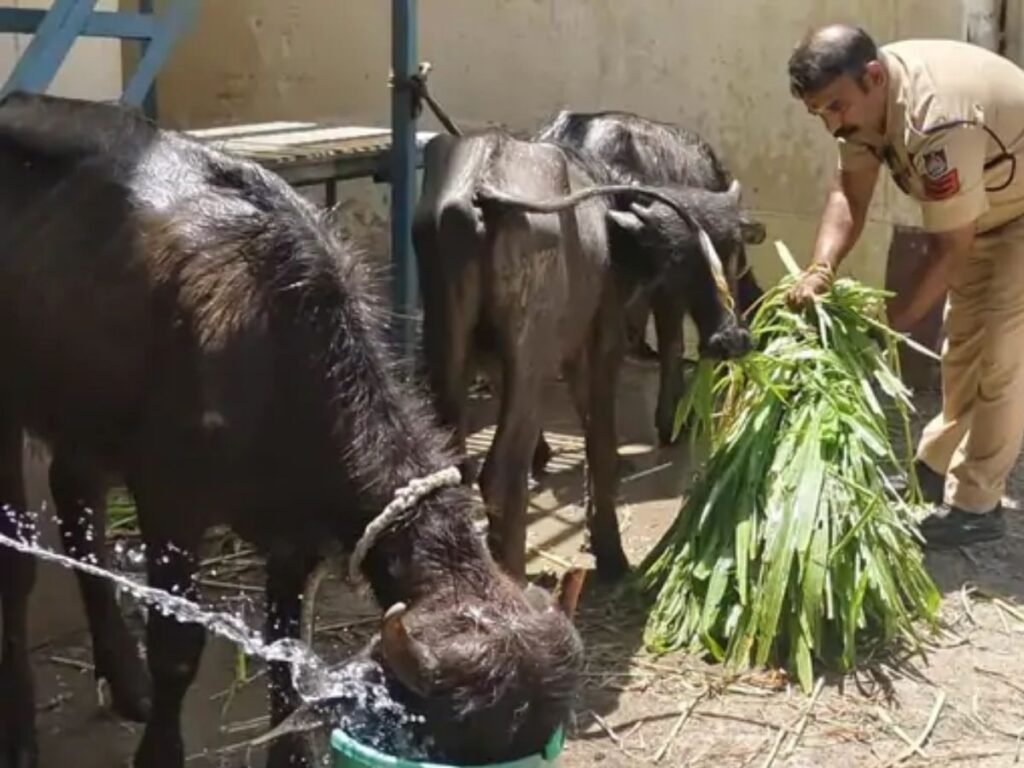 Illegal Slaughterhouse Ujjain