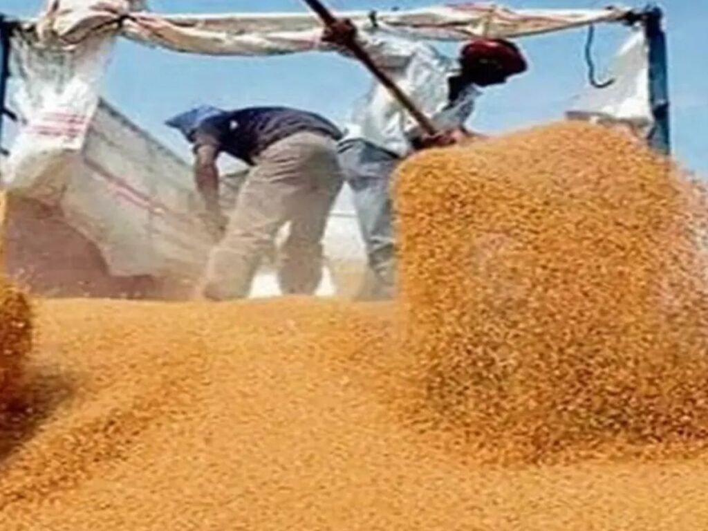 MP Wheat Procurement