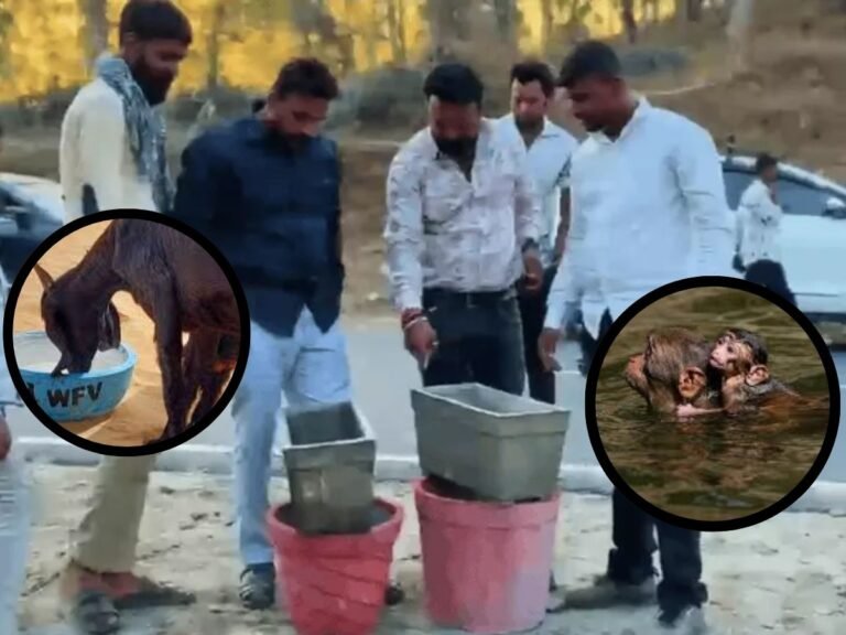 Wildlife Water Crisis MP