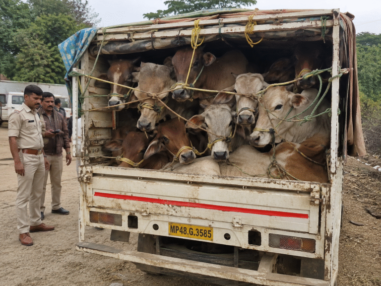 cow smuggle