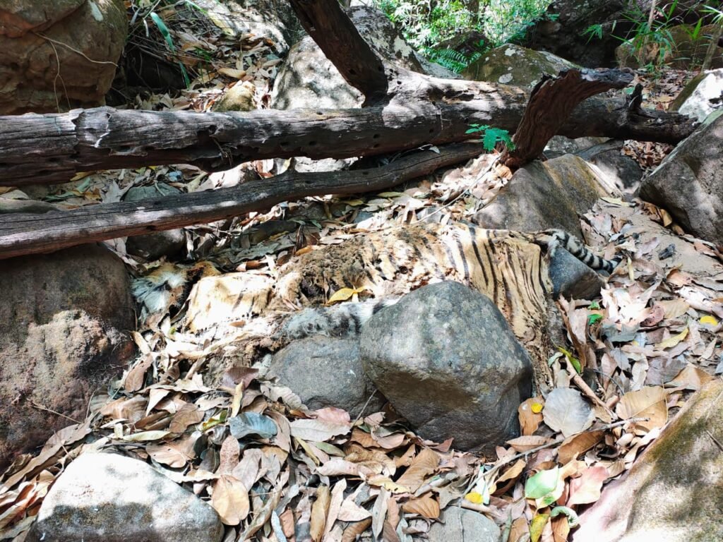 Pachmarhi Tiger Death