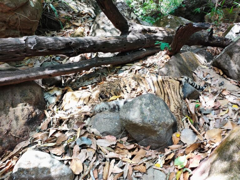Pachmarhi Tiger Death