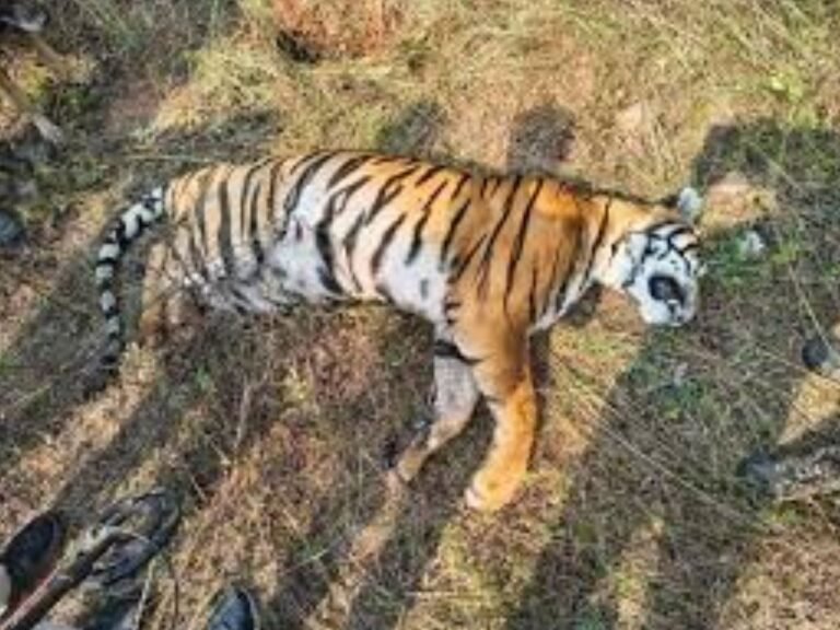 Satpura Tiger Reserve