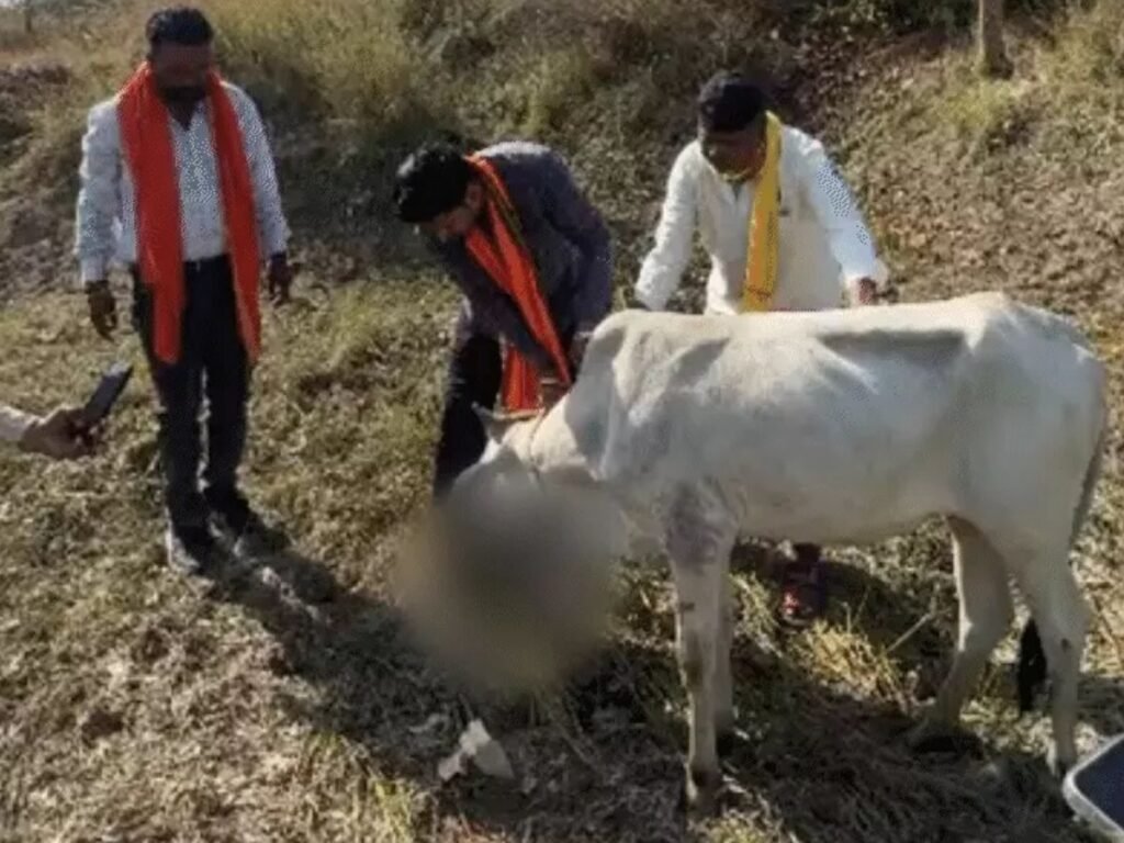 Betul Cow Incident