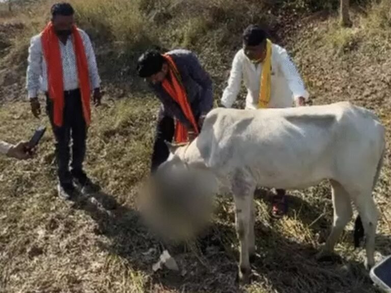 Betul Cow Incident