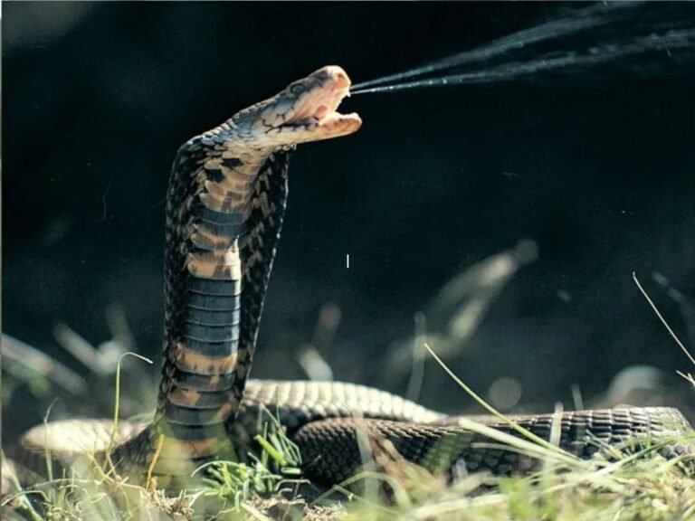 Snake Bite Death
